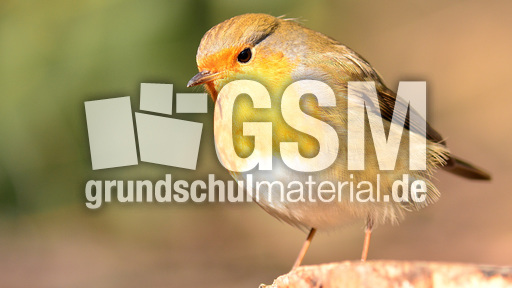 Rotkehlchen (10).jpg